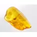 Insect inclusions in Baltic amber fossil stone