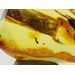 Insect inclusions in Baltic amber fossil stalactite stone