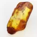 Insect inclusions in Baltic amber fossil large stone