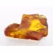 Insect inclusions in Baltic amber fossil large stone