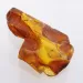 Insect inclusions in Baltic amber fossil large stone