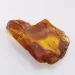 Insect inclusions in Baltic amber fossil large stone