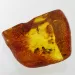 Insect inclusions in Baltic amber fossil large stone