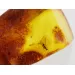 Insect inclusions in Baltic amber fossil large stone