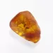 Insect inclusions in Baltic amber fossil large stone