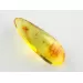 Gnat Insect inclusions in Baltic amber fossil stone