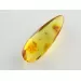 Gnat Insect inclusions in Baltic amber fossil stone