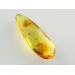 Gnat Insect inclusions in Baltic amber fossil stone