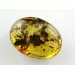 Fly Insect inclusions in Baltic amber fossil stone