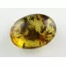 Fly Insect inclusions in Baltic amber fossil stone