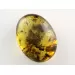 Fly Insect inclusions in Baltic amber fossil stone
