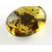 Fly Insect inclusions in Baltic amber fossil stone
