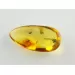 Fly Insect inclusions in Baltic amber fossil stone