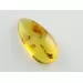Fly Insect inclusions in Baltic amber fossil stone