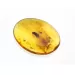 Cockroach Insect inclusions in Baltic amber fossil stone