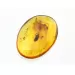 Cockroach Insect inclusions in Baltic amber fossil stone