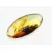Ant Insect inclusions in Baltic amber fossil stone