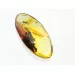 Ant Insect inclusions in Baltic amber fossil stone