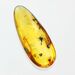 Flower Insect inclusions in Baltic amber fossil stone