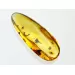 Flower Insect inclusions in Baltic amber fossil stone