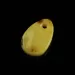 Baltic Amber Medallion pendant with hole