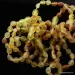 Mix Raw BEANS Baby teething Baltic amber bracelet