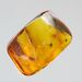 Gnats Insect inclusions in Baltic amber fossil stone