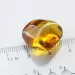 Diptera Insect inclusions in Baltic amber fossil stone