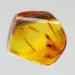 Diptera Insect inclusions in Baltic amber fossil stone