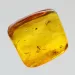 Gnats Insect inclusions in Baltic amber fossil stone