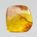 Diptera Insect inclusions in Baltic amber fossil stone