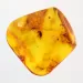 Beetle Insect inclusions in Baltic amber fossil stone