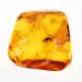 Beetle Insect inclusions in Baltic amber fossil stone