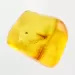 Diptera Insect inclusions in Baltic amber fossil stone