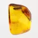 Cicada Insect inclusions in Baltic amber fossil stone