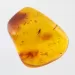 Gnat Insect inclusions in Baltic amber fossil stone
