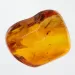 Gnat Insect inclusions in Baltic amber fossil stone