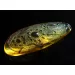 Carved Amulet Baltic amber fossil pendant w insect
