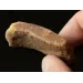 Raw Rough Genuine Baltic amber 13g Stone