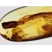 Crane Fly Insect inclusions in Baltic amber fossil amulet stone