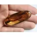Crane Fly Insect inclusions in Baltic amber fossil amulet stone