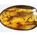 Swarm Insect inclusions in Baltic amber fossil amulet stone