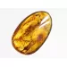 Swarm Insect inclusions in Baltic amber fossil amulet stone