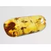 Swarm Insect inclusions in Baltic amber fossil big stone