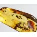Swarm Insect inclusions in Baltic amber fossil big stone