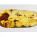 Swarm Insect inclusions in Baltic amber fossil big stone