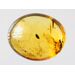 Beetle Insect inclusions in Baltic amber fossil amulet stone