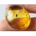 Beetle Insect inclusions in Baltic amber fossil amulet stone