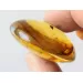 Beetle Insect inclusions in Baltic amber fossil amulet stone