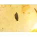Beetle Insect inclusions in Baltic amber fossil amulet stone